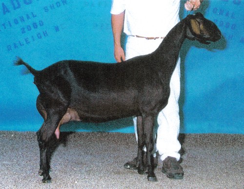 Willow Run Golden Ember