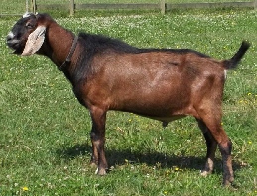 Lakeshore Hearts Enferno