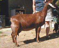 Lakeshore Farms Ace of Hearts