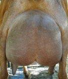 Lakeshore Farms Ace of Hearts