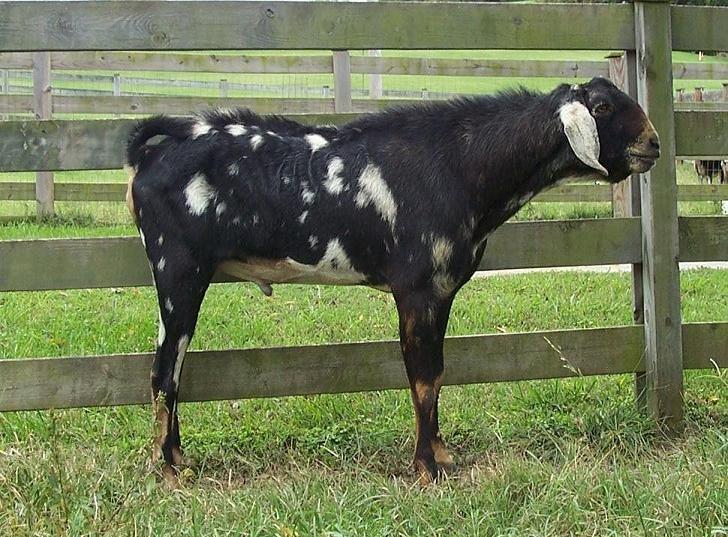 N. Ky WindyAcres PinballWizard