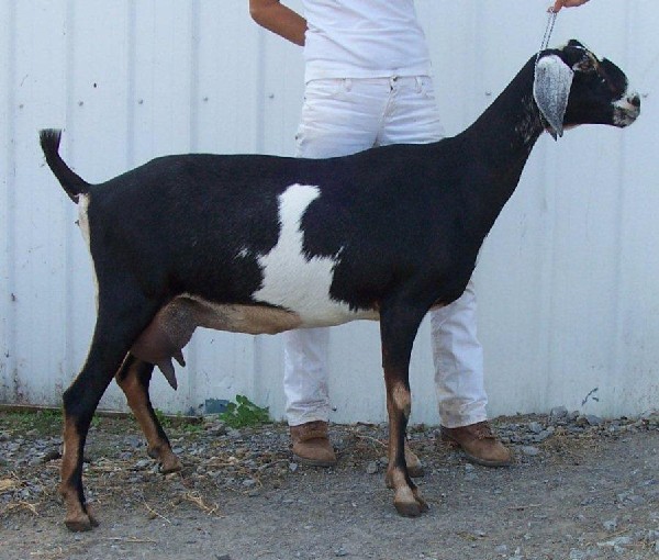 N. Ky Windyacres Runaround Sue