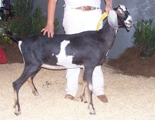 N. Ky Windyacres Runaround Sue