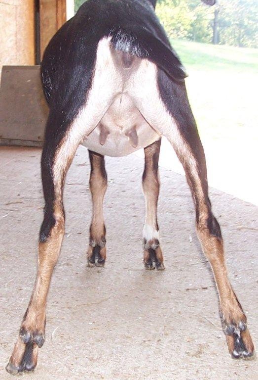 Wingwood Farm TC Ariel