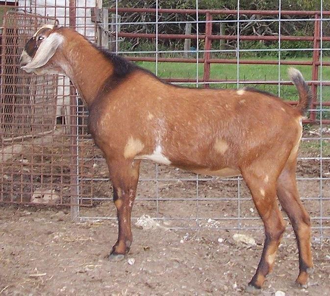 Cam's-Menagerie DW Avenger