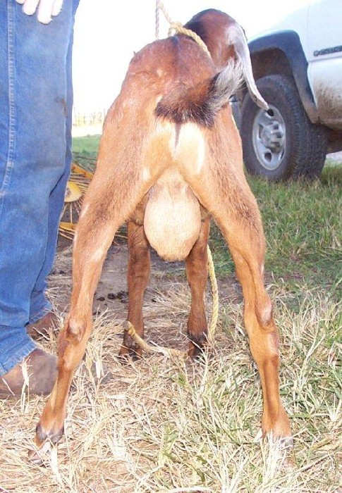 Cam's-Menagerie DW Avenger