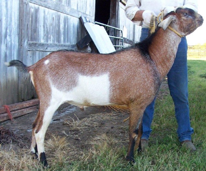 Beaumarchais California Dream