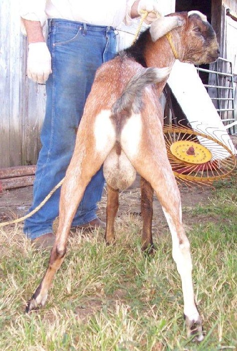 Beaumarchais California Dream