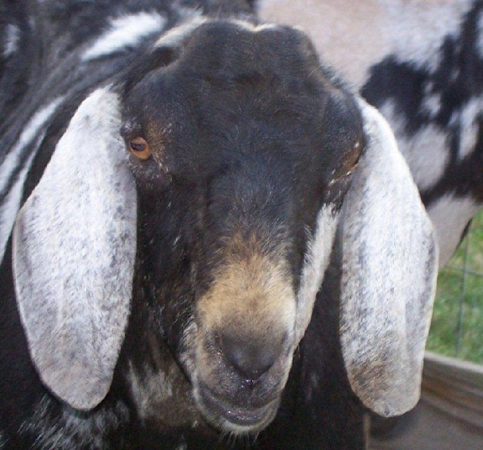 N.Ky WindyAcres PinballWizard