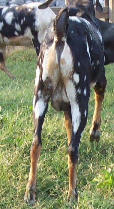 N.Ky WindyAcres PinballWizard