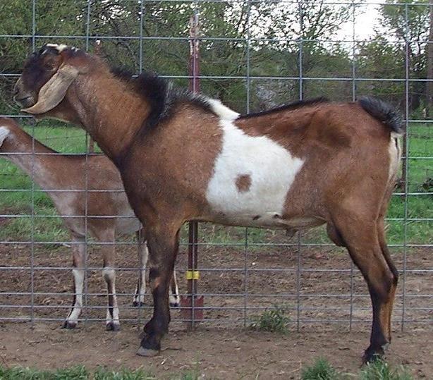 Beaumarchais CD Royal Crown