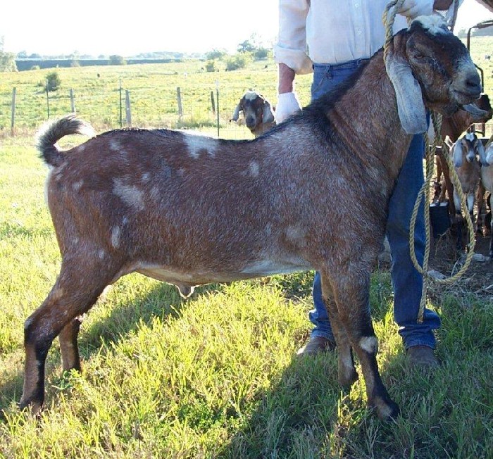 Cam's-Menagerie S Valentino