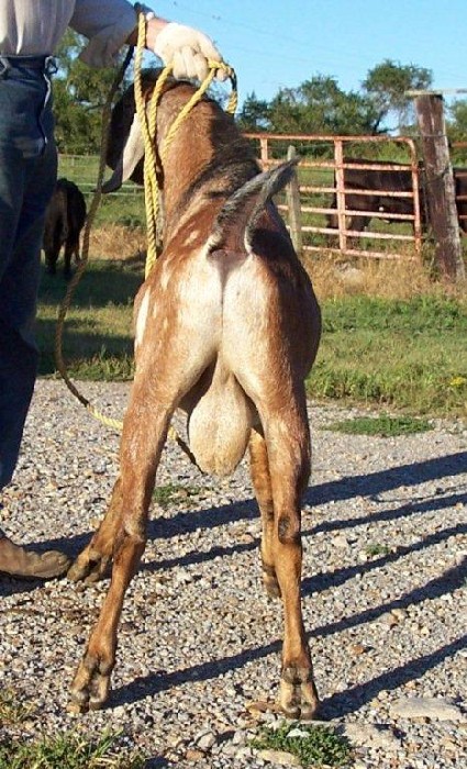 Cam's-Menagerie S Valentino