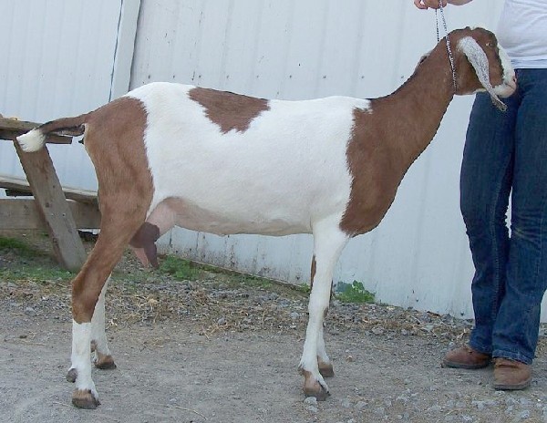 Davis Run Nubians Anastasia