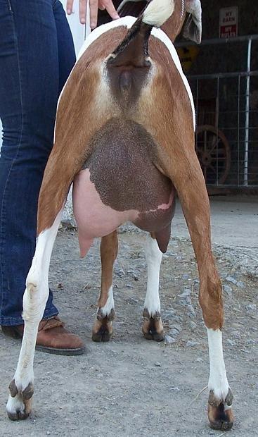 Davis Run Nubians Anastasia