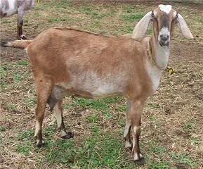 Beaumarchais California Cher