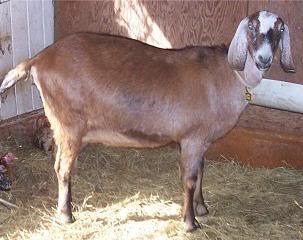 Beaumarchais CD Ace Crown Mary