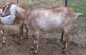 Kastdemur's Final Flirtation�