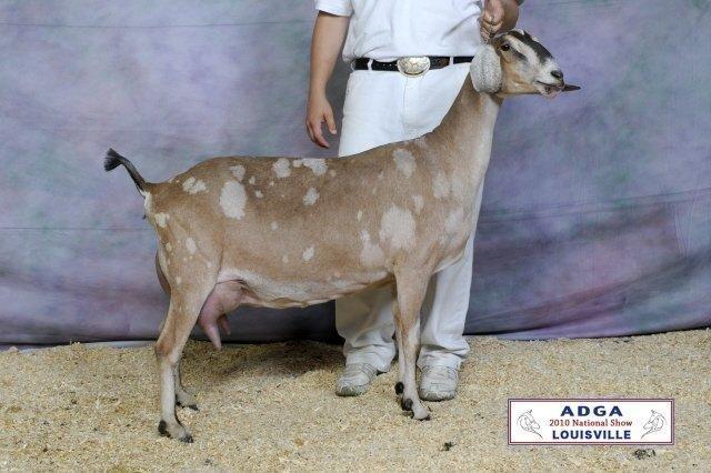 SG Hoanbu Status Diamond Trinket