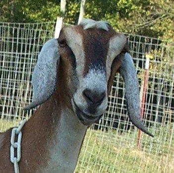 SG Hoanbu Status Diamond Trinket