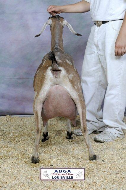 SG Hoanbu Status Diamond Trinket