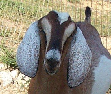 Davis Run Nubians Abigail