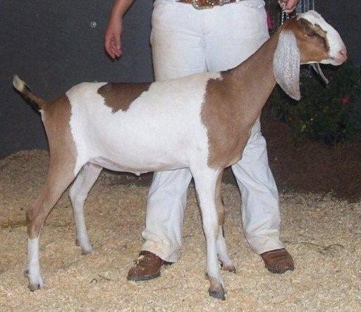 Davis Run Nubians Anastasia