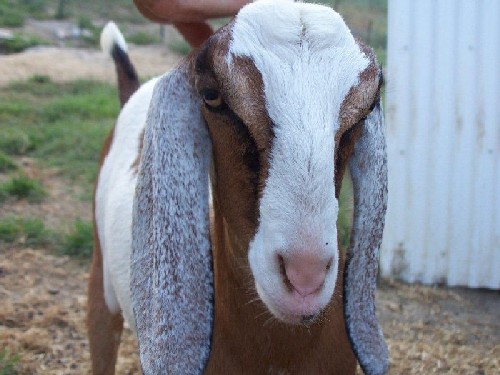 Davis Run Nubians Anastasia